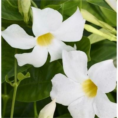 Madiniaâ„¢ White Mandevilla