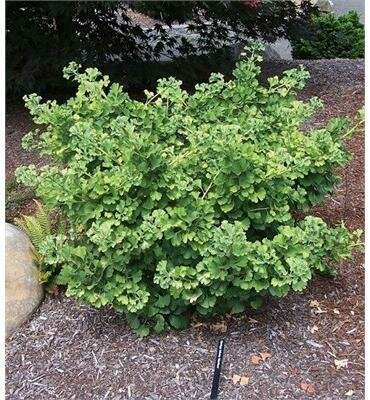 Mariken Ginkgo Tree
