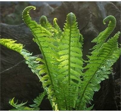 Ostrich Feather Fern