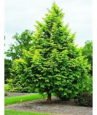 Amber Glow Dawn Redwood