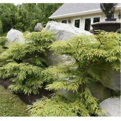 Miss Grace Dawn Redwood