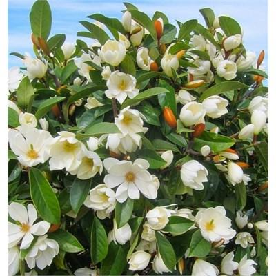 Cream Fairy Magnolia Tree