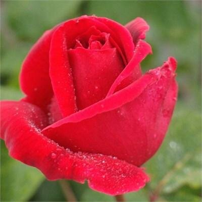 Mister Lincoln Hybrid Tea Tree Rose