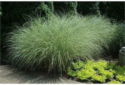 Morning Light Maiden Grass