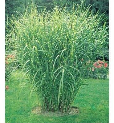 Zebra Grass (Miscanthus)