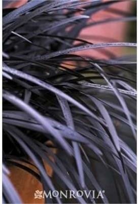 Black Mondo Grass