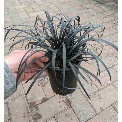 Black Mondo Grass