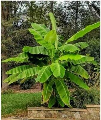 Banana Plant