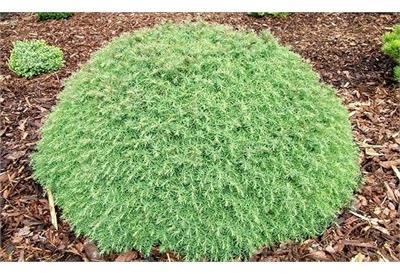 Mushroom Japanese Cedar