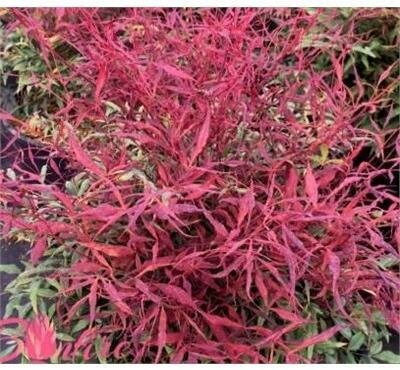 Bonfire Heavenly Bamboo