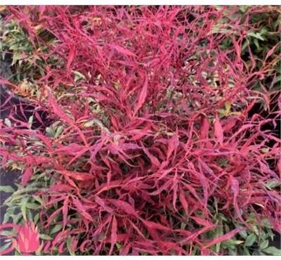 Bonfire Heavenly Bamboo