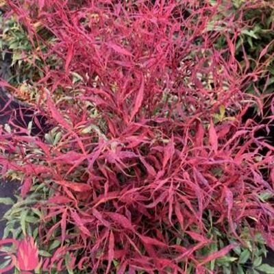 Bonfire Heavenly Bamboo