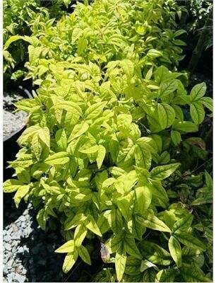 Firepower Heavenly Bamboo