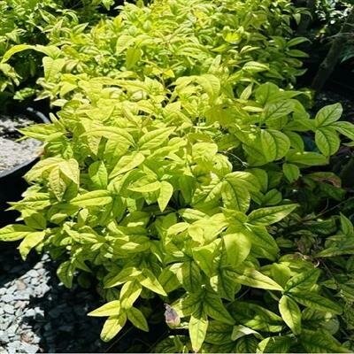 Firepower Heavenly Bamboo