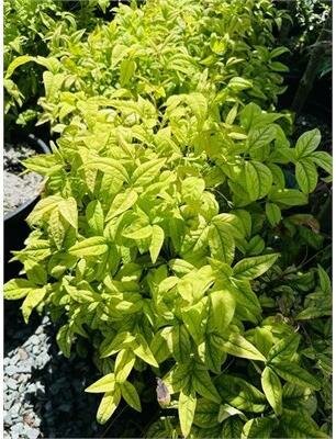 Firepower Heavenly Bamboo