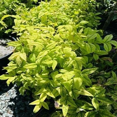 Firepower Heavenly Bamboo