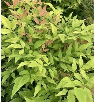 Goldstream Nandina Heavenly Bamboo
