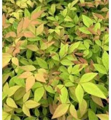 Goldstream Nandina Heavenly Bamboo