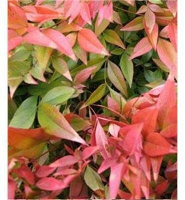 Gulfstream Heavenly Bamboo