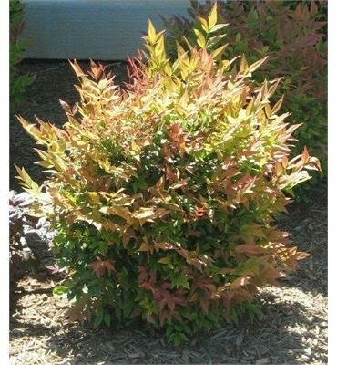 Gulfstream Heavenly Bamboo