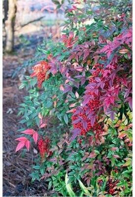 Plum Passion Heavenly Bamboo