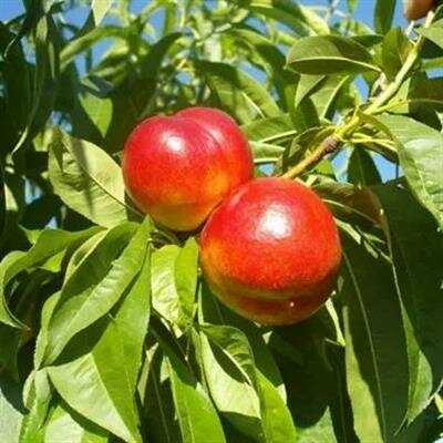 Fantasia Nectarine Tree