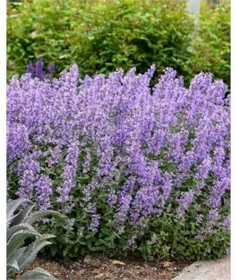 Little Trudy Catmint