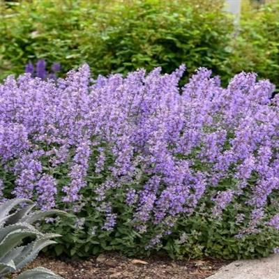 Little Trudy Catmint - image 2