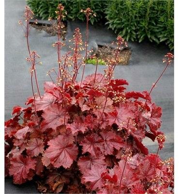 Red Northern Exposure Coral Bells