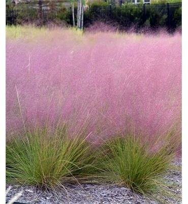 Pink Muhly Grass