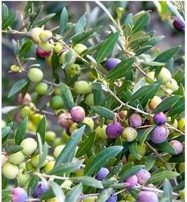Arbequina Fruiting Olive Patio Tree - image 1