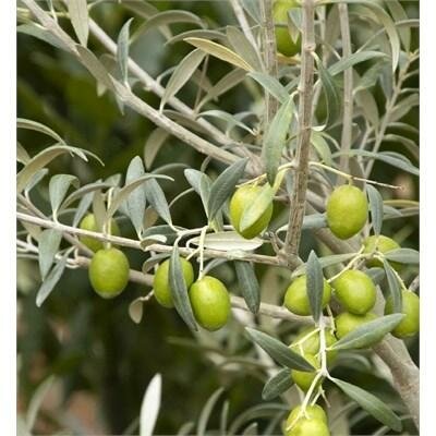 Haas Improved Manzanillo Fruiting Olive