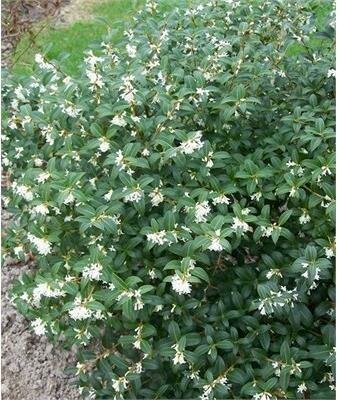Burkwood's Osmarea