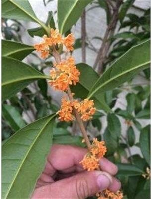 Fragrant Olive (Osmanthus)