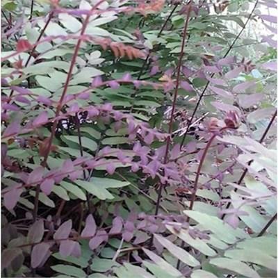 Purple Stemmed Royal Water Fern
