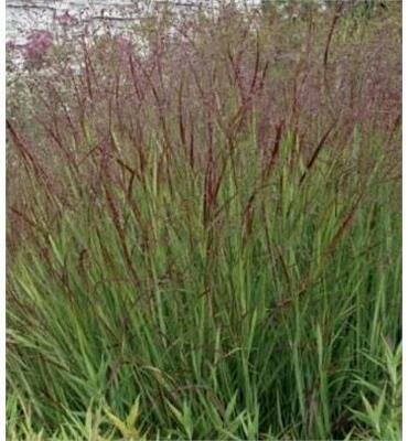 Heavy Metal Switch Grass