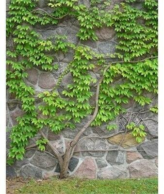 Engelman's Virginia Creeper
