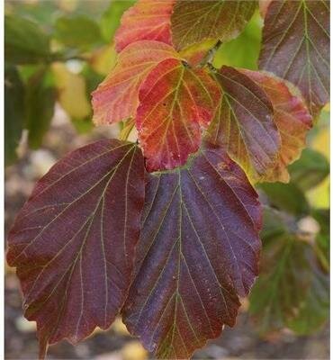 Ruby Vase Persian Ironwood