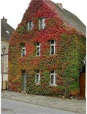 Boston Ivy