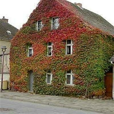 Boston Ivy - image 1