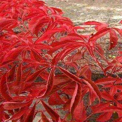 Boston Ivy - image 2