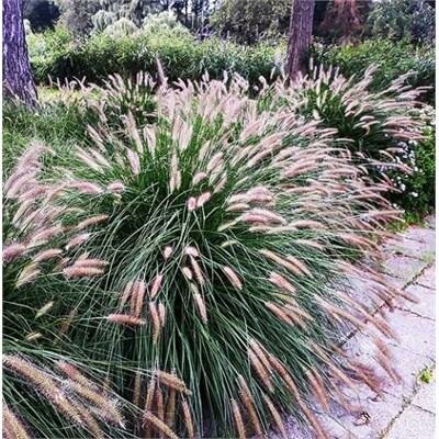 Chinese Fountain Grass