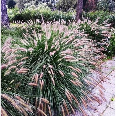 Chinese Fountain Grass