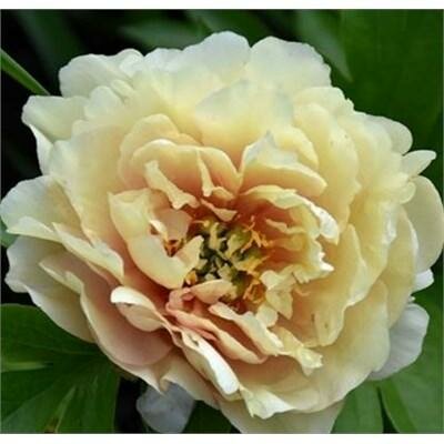 Canary Brilliants Itoh Peony