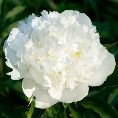 Double White Garden Peony