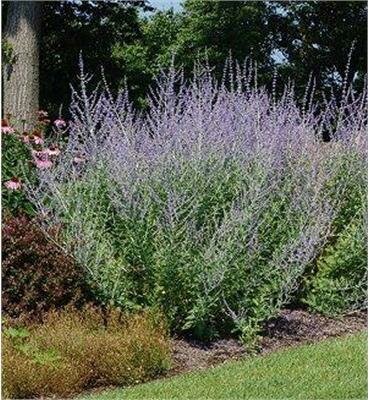 Russian Sage