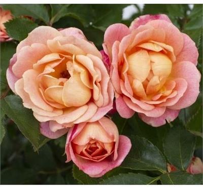 Peach Sunblaze Mini Rose