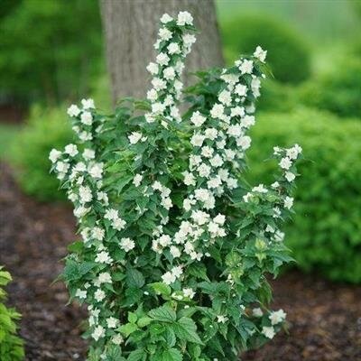Illuminati Tower Mock Orange
