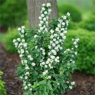 Illuminati Tower Mock Orange