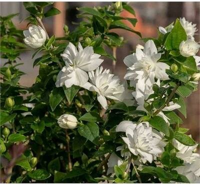 Pearls of Perfume Reblooming Mock Orange